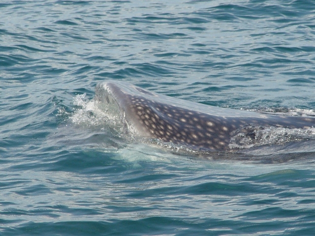 Tiburon ballena en islas mujeternera